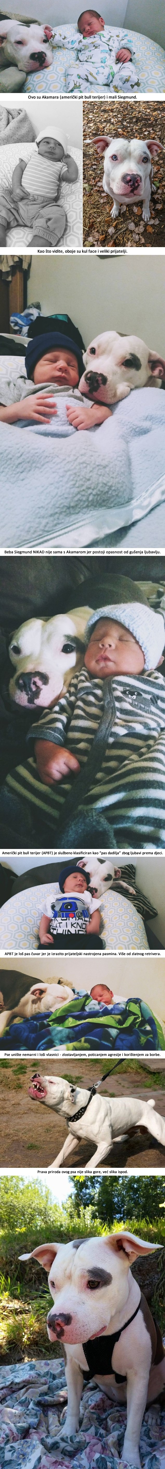 Galerija: Evo što se desi kad pit bulla pustiš na dijete