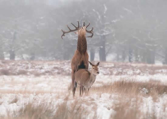 "Bambi: Začeci"