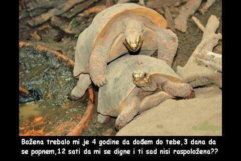 Hirovita kornjača olako shvatila napaljenog ljubavnika