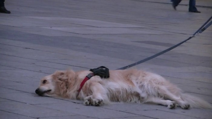 Ovaj se psić nije htio pomaknuti s mjesta dok ulični svirač nije završio svoju izvedbu