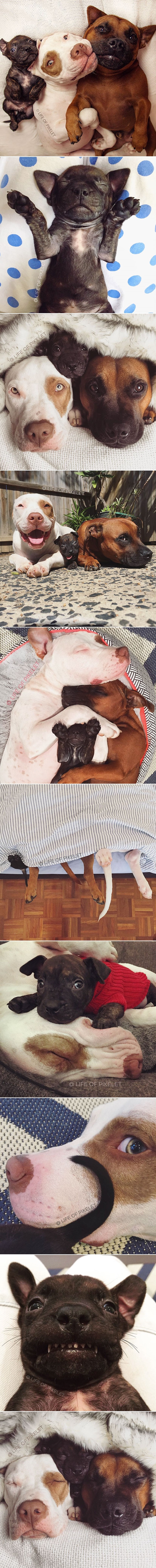 Slavni psi dadilje udomili novog prijatelja - Krumpirića!