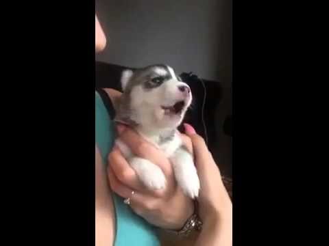 VIDEO: Majušni haskić pokušava zavijati