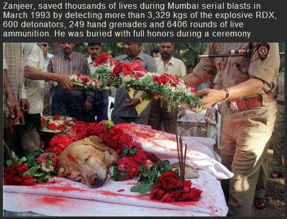 Psa koji je spasio tisuće života pokopali kao heroja