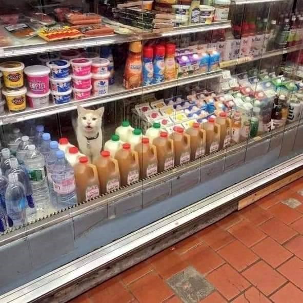 Na ovoj fotografiji nalazi se jedan uljez! Kako li je samo tu dospio?