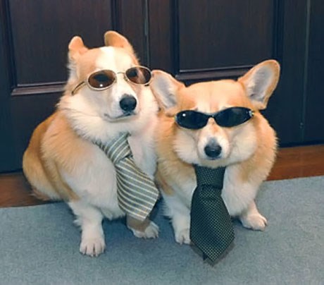 Agenti Vau1 i Vau2 ponovno na zadatku