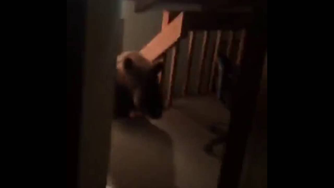 OPASAN GOST! Ulazna vrata kuće su mu ostala otvorena, pogledajte što se zatim dogodilo!