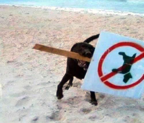 I životinje protestiraju bolje od nas