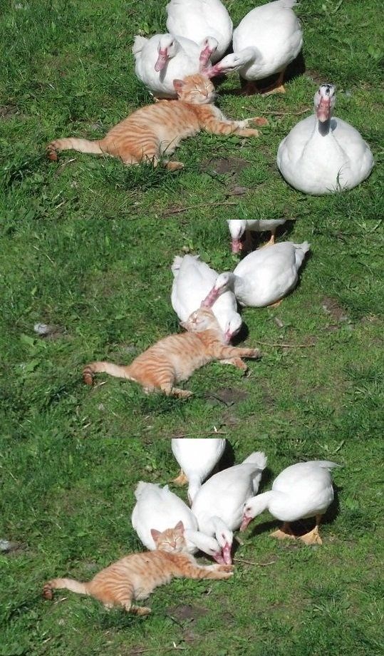 Maca na tretmanu u pačjem salonu