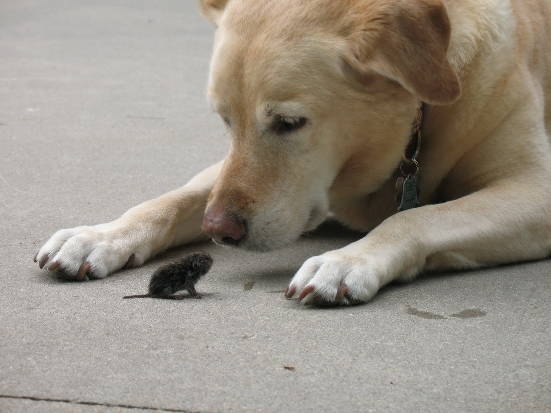 Dobri div i prijatelj Miško