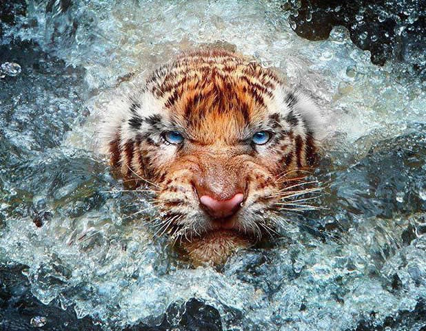 Veličanstveni tigar izranja iz vode