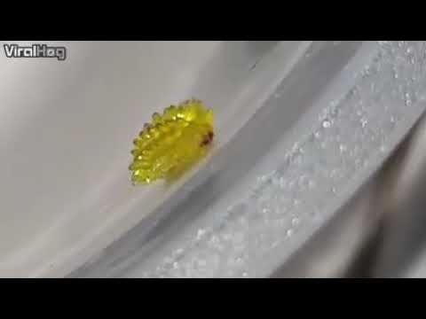 VIDEO Nešto što izgleda jestivo, ali ipak nije