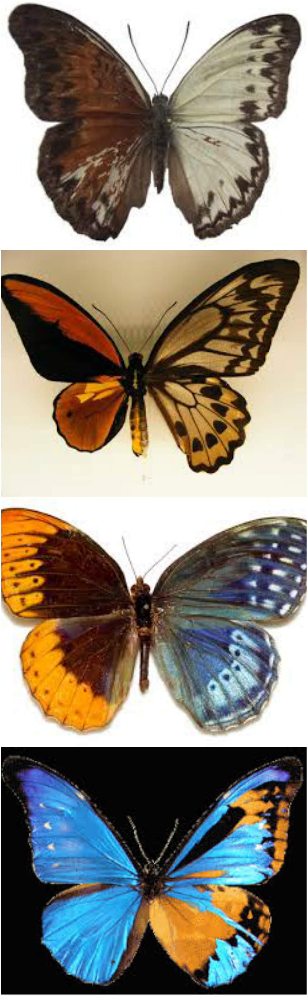 Lepiri s dvije različite polovice - jeste li ikad vidjeli išta slično?