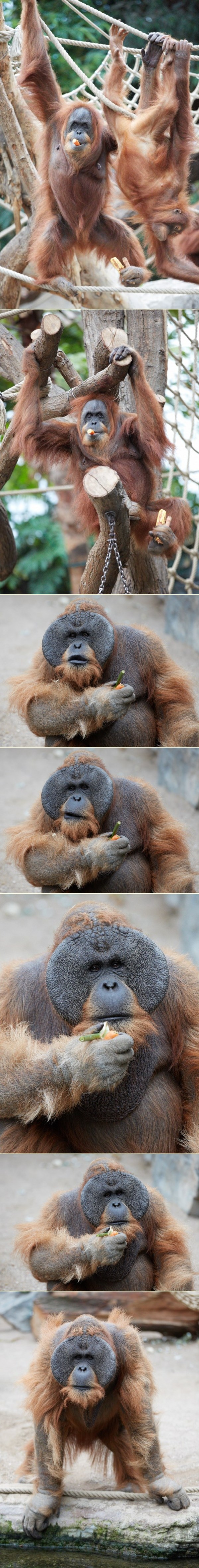 Sretna orangutanska obitelj - Bella,  Harapan i Tuan