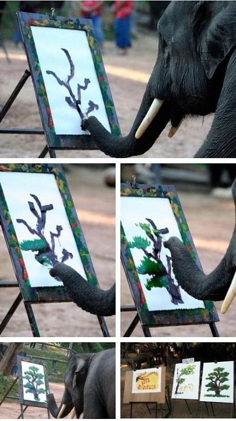 Galerija: Slonić sudjelovao u slikanju svog doma!