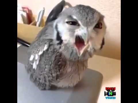 VIDEO: Kad si pijan k'o majka, a pokušavaš privući malo pažnje