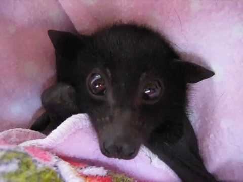 VIDEO: Preslatko mrdanje ušima malene australske leteće lisice rastopilo YouTube