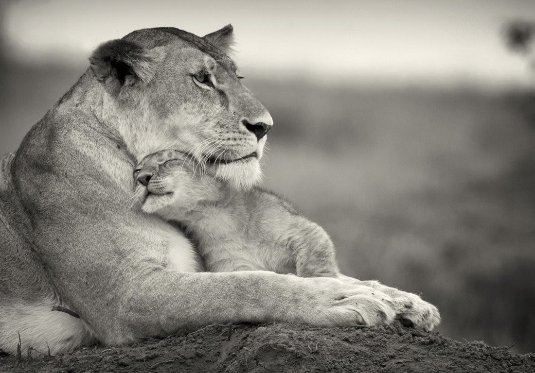 Majka, kraljica, lavica