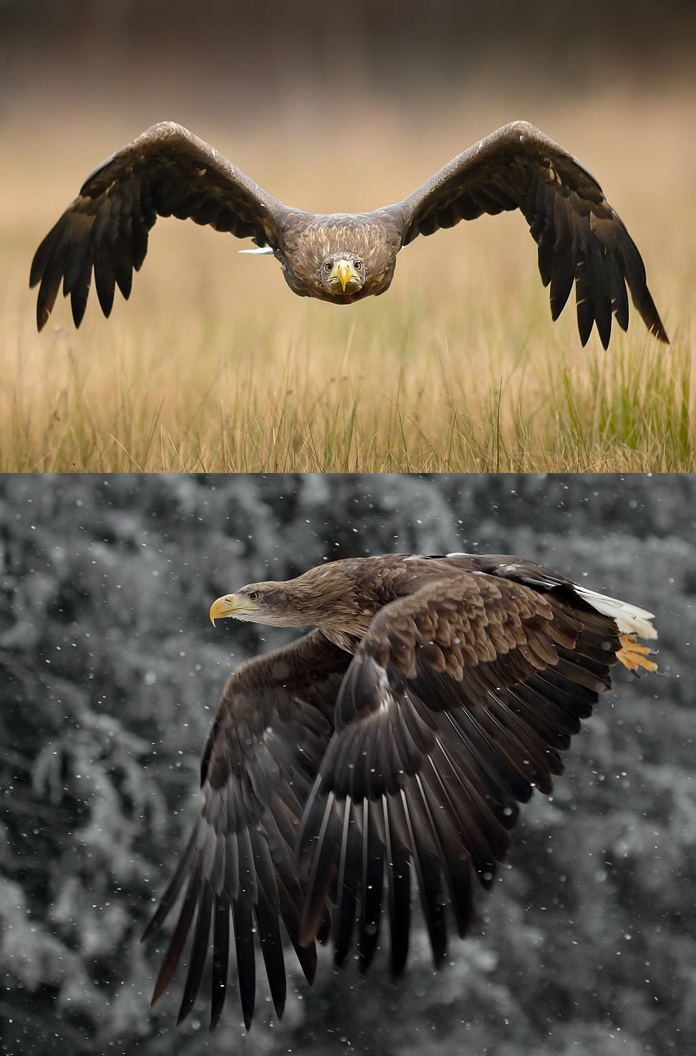 Veličanstveni orao u letu