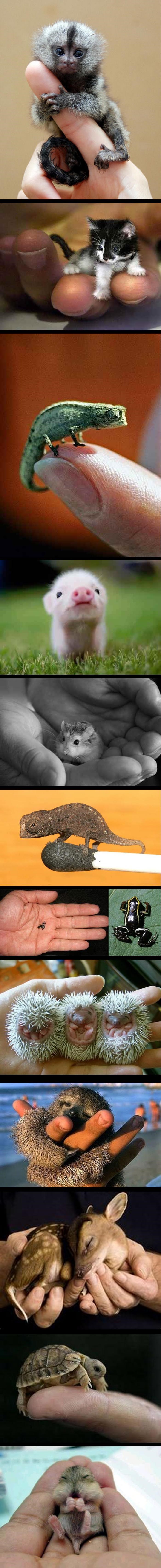 Najmanje, a najslađe: Lista malenih životinja koja će vas rastopiti