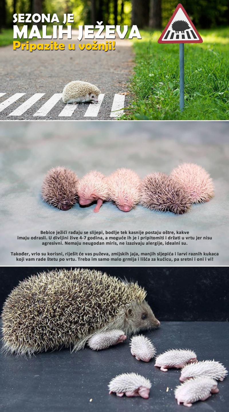 Sezona je malih ježića, PRIPAZITE: Evo kako vam jež može pomoći