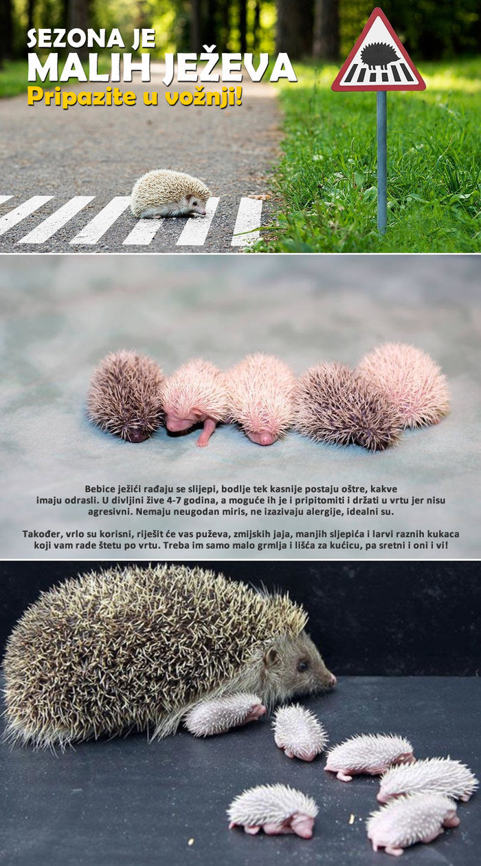 Sezona je malih ježića, PRIPAZITE: Evo kako vam jež može pomoći