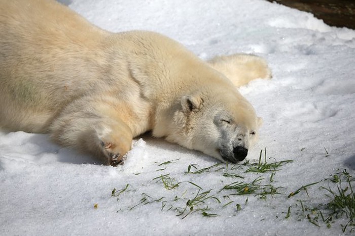 Polarni medo za rođendan dobio 10 tona snijega