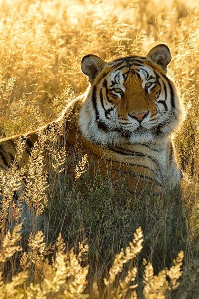 Je li tigar stvarno najljepša mica-maca?