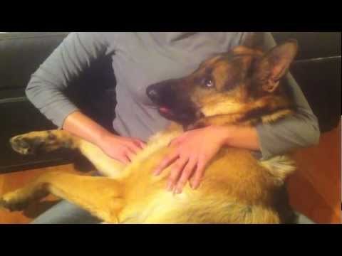 VIDEO Razmaženi njemački ovčar plače kao beba kada njegovi vlasnici prestanu raditi ono što najviše voli