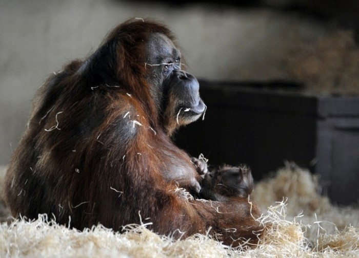 Mama orangutanica brižno čuva sinčića