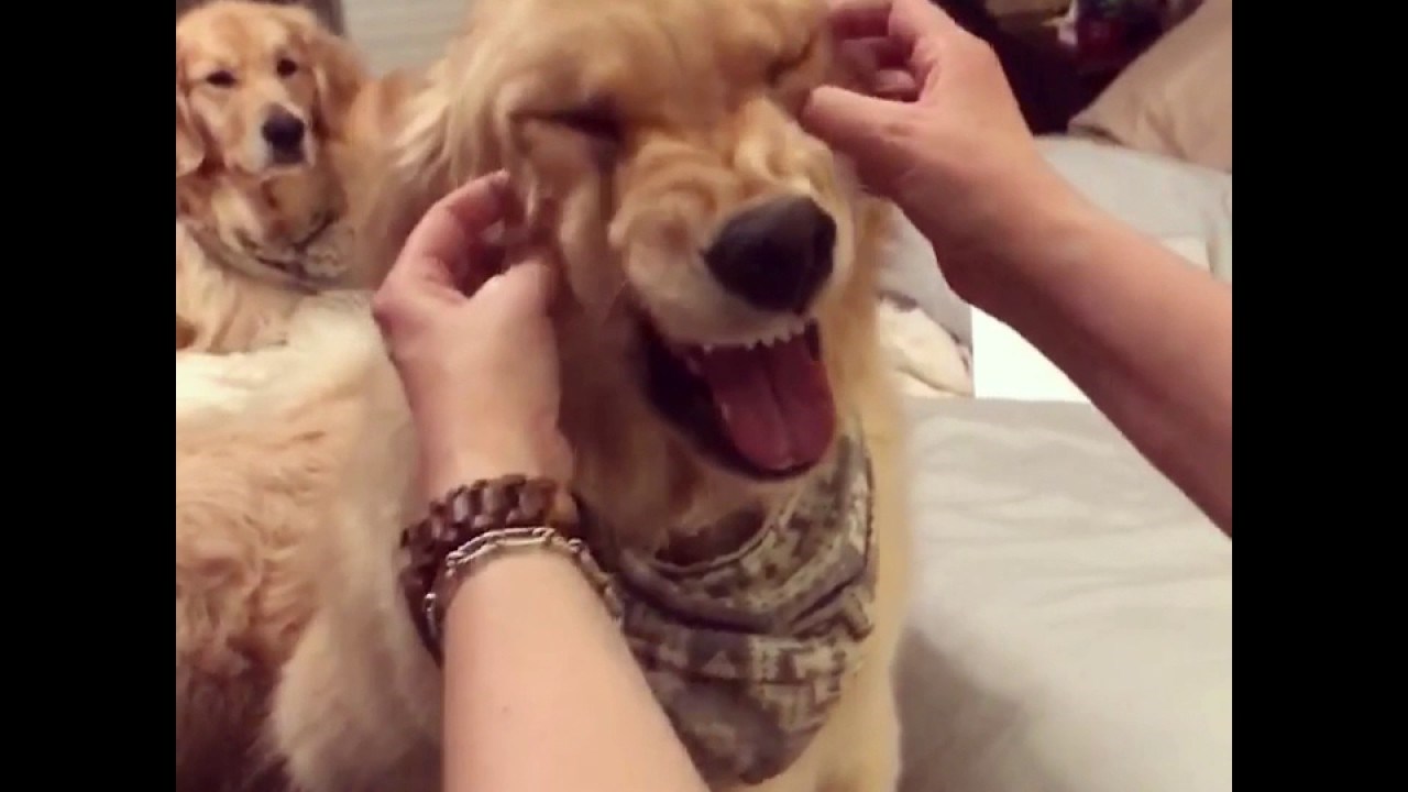 VIDEO Retriver je dobio prvu masažu lica, smiješne grimase koje radi su dokaz da uživa!