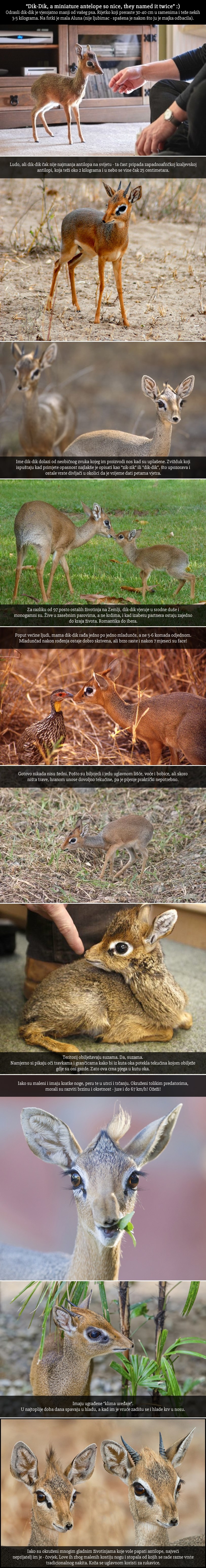 Galerija: Što je dik-dik?