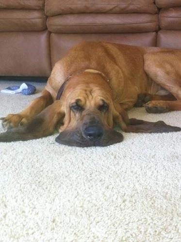 Znaš da je vruće kad ti se pas topi