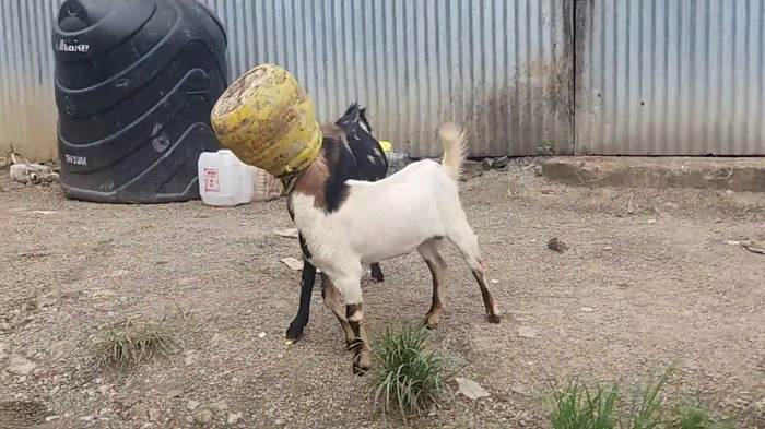VIDEO Hodao je ulicom i ugledao koze koje su imale jedan mali problem...