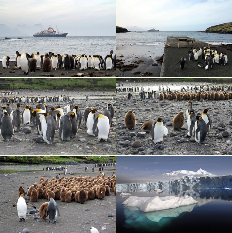 Pingvini željno čekaju da konačno stigne prava zima