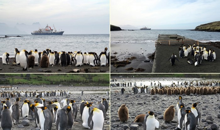 Pingvini željno čekaju da konačno stigne prava zima
