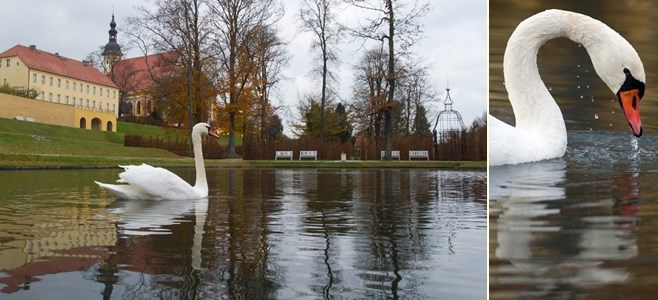 Bijeli labuđi ljepotan