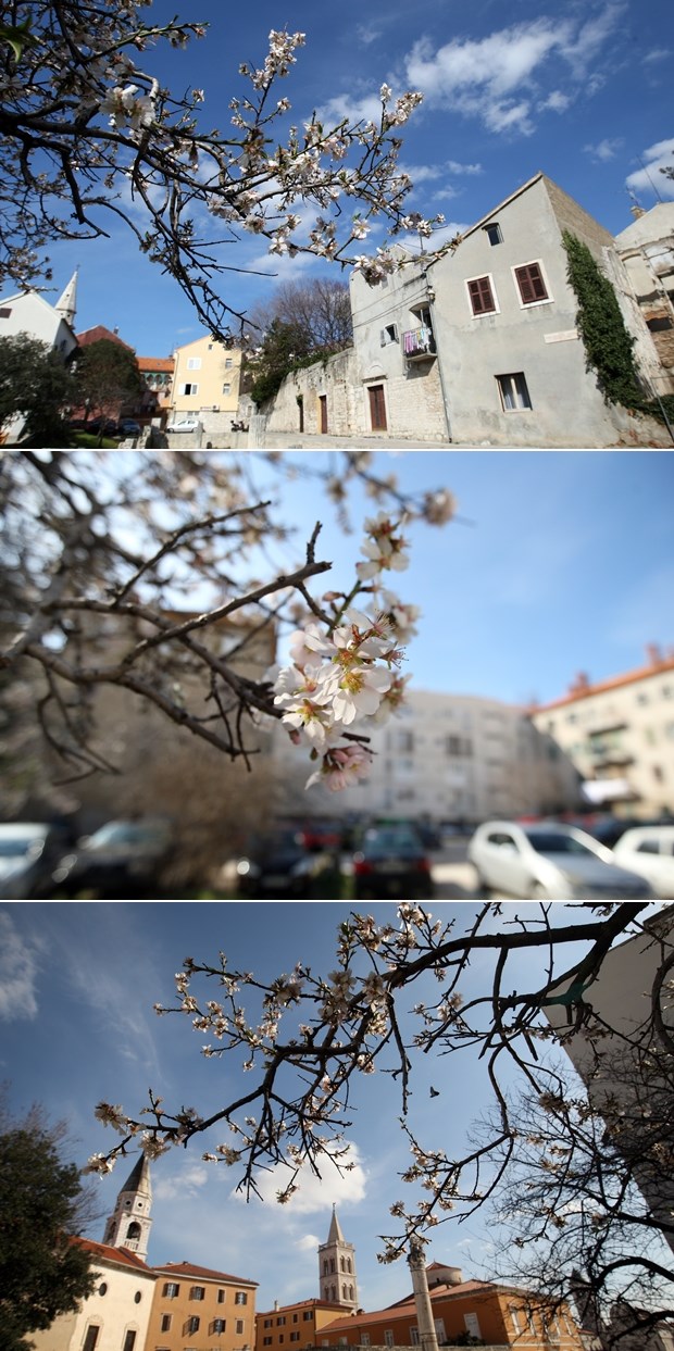 U Zadru procvali bademi, stiglo proljeće