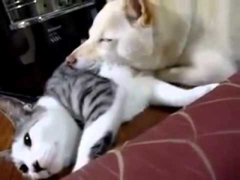 VIDEO: Pas ne zna čemu služe mačke, pa ih koristi kao - jastuk