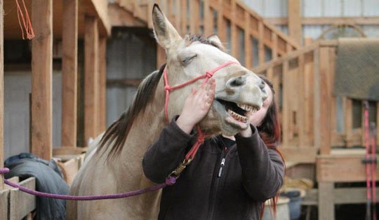 Presretni konj se obožava maziti