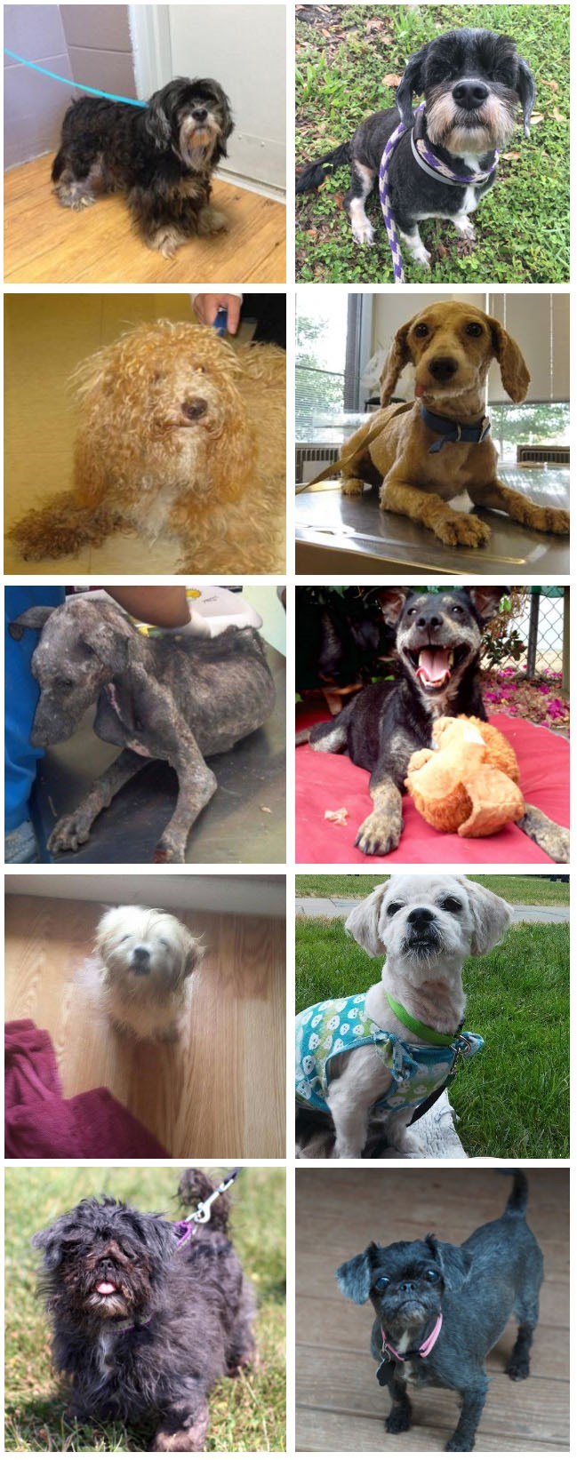 BEFORE&AFTER I više nego uspjela transformacija ostavljenih i prljavih kućnih ljubimaca