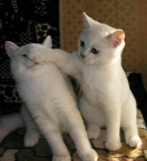 Pravi frend zna: Ne gledaj, znaš da mrziš ponedjeljak!