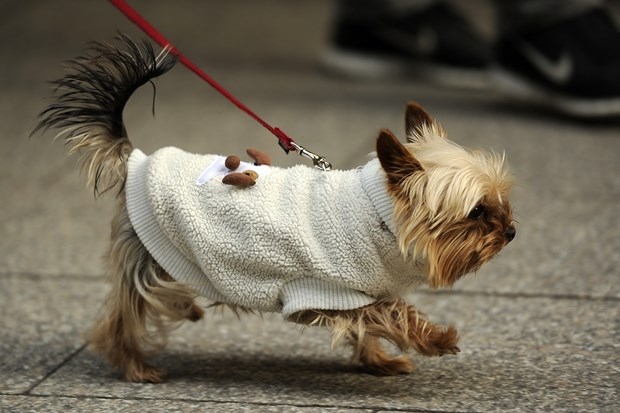 Za ovog psića nema zime - nabavio toplu vesticu