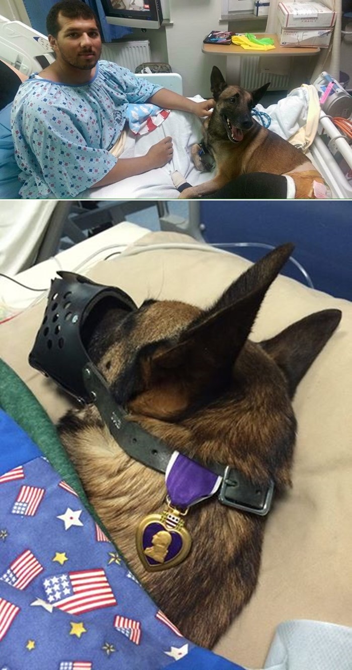 NISU SE DALI RAZDVOJITI: Vojnika i psa liječe u istoj sobi, na istom krevetu