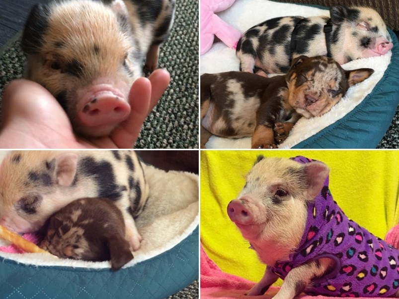 Medeni praščić i maleni psić postali prijatelji u nevolji