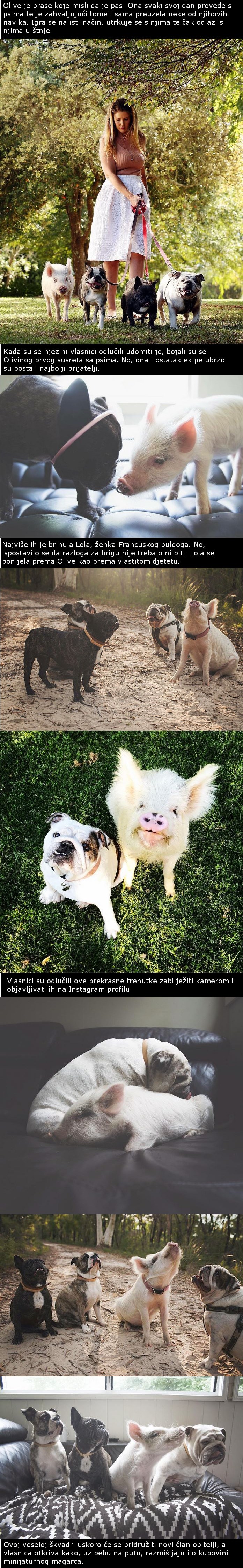 Ovo je prase preuzelo navike svojih novih prijatelja