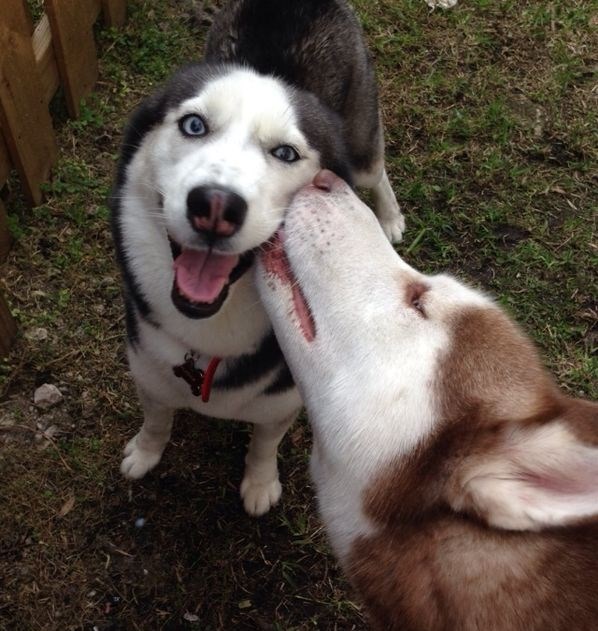 Wuf, dao mi je pusu, wuf!