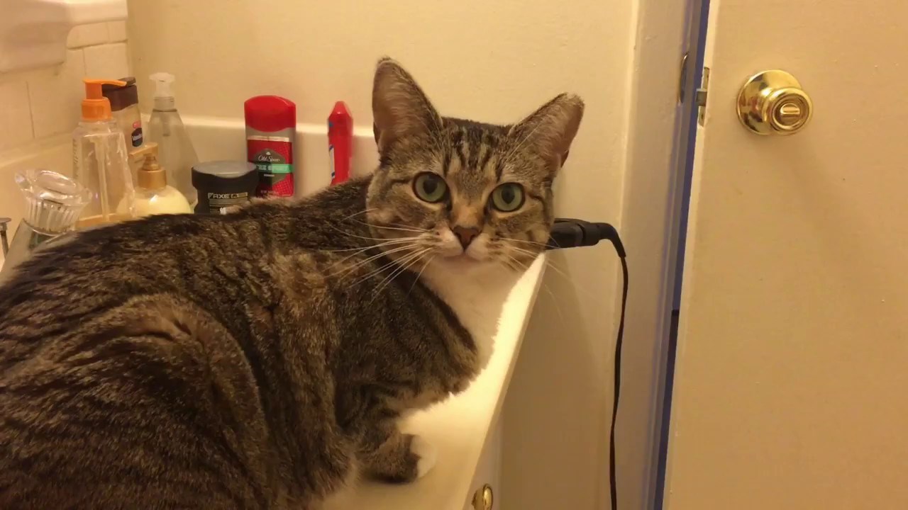 "JESI LI GLADNA?" Ova maca je uvijek raspoložena za hranu!