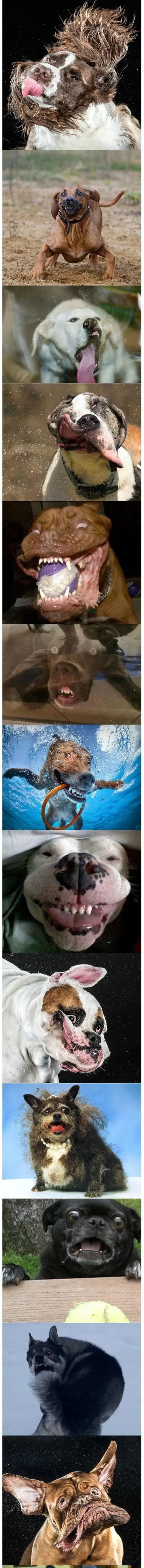 Ovi su psi fotografirani u najboljem mogućem trenutku i to će vas nasmijat do suza