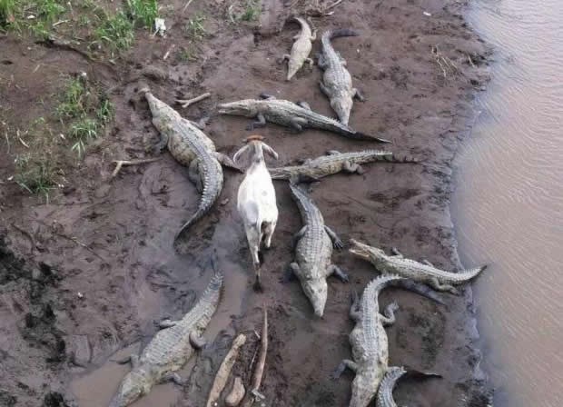 Najhrabrije stvorenje na svijetu