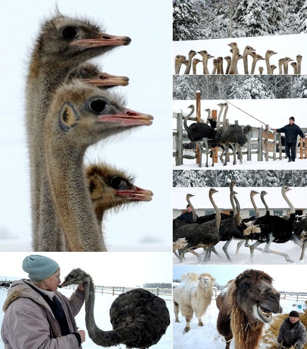 Evo kako se nojevi i deve snalaze na snijegu